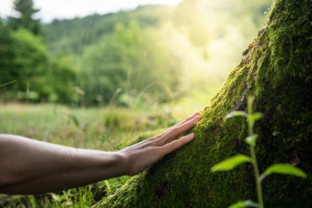 Best Hazardous Tree Removal  in USA